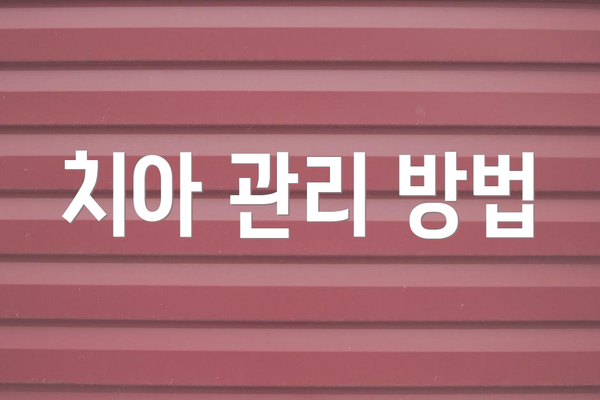 치아 관리 방법